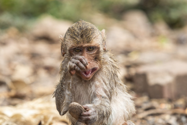 monkey-nut