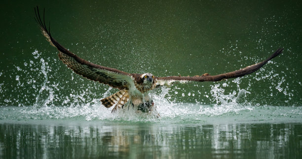 hawk
