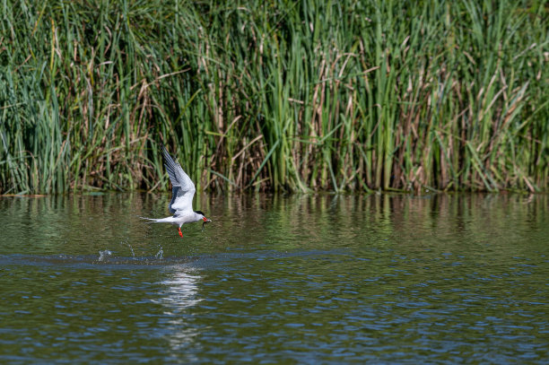 skimmer