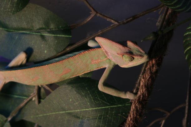 chamaeleon
