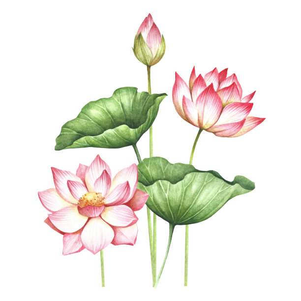 亚洲人,季节,夏天