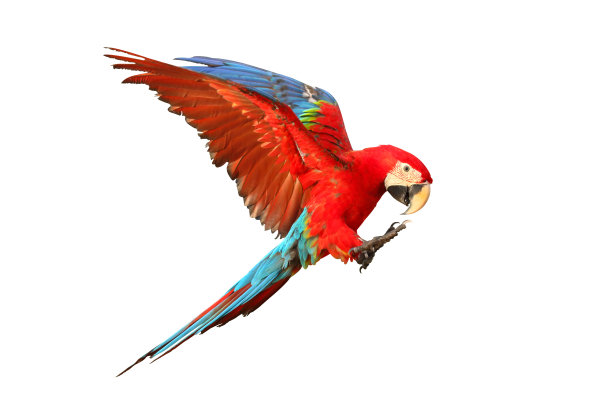 macaws