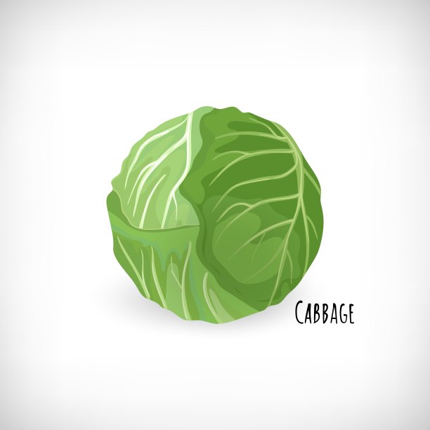 蔬菜叶,十字花科,甘蓝