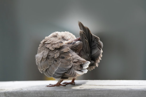 preen