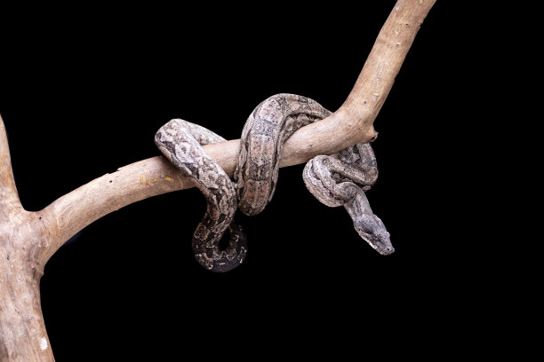 boa
