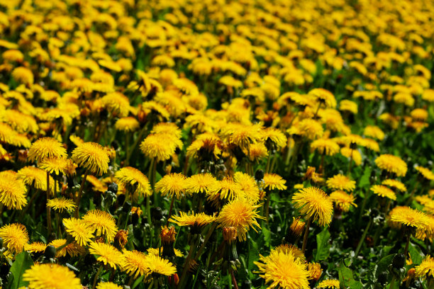 黄色花纹 草丛