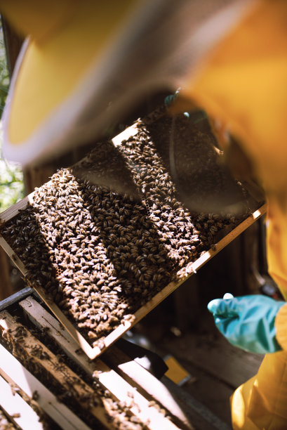 beekeeper