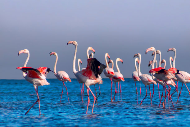 飞鸟蓝色大海壁纸