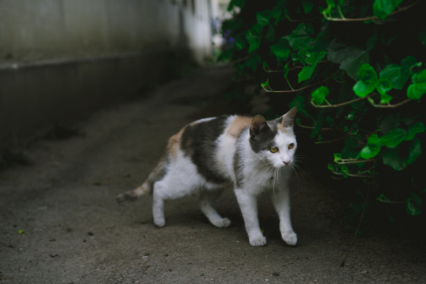 窗户鲜花小猫咪