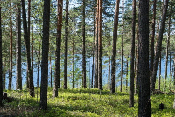 woods