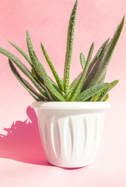 药用花