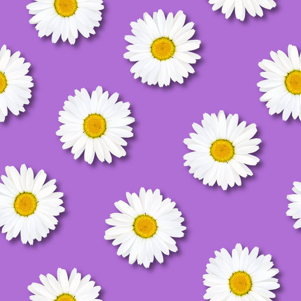 紫花野菊