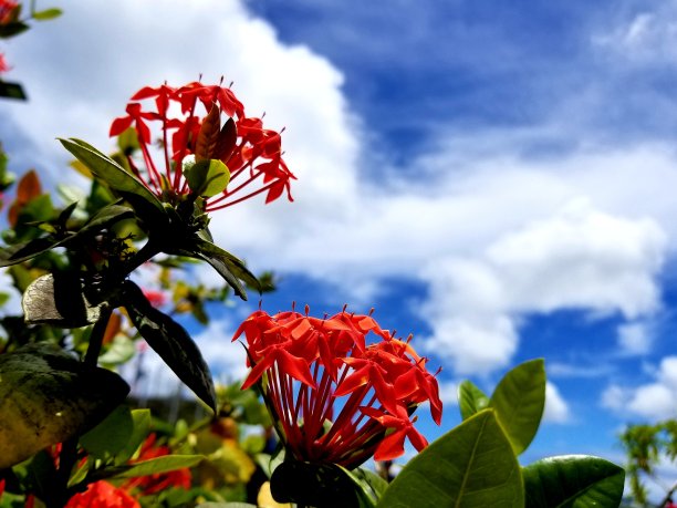 艳丽花朵花纹