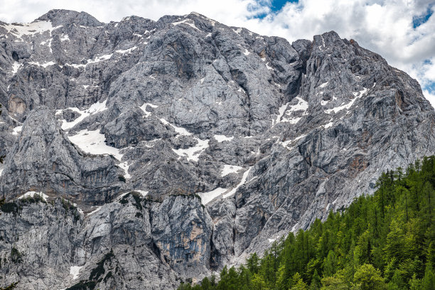 高山脉树林