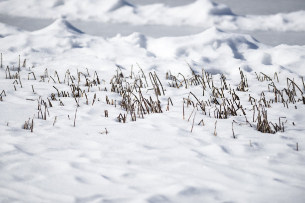 大雪覆盖草坪