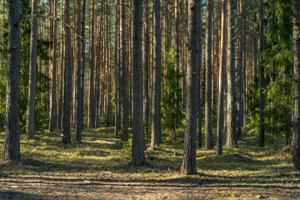 woods