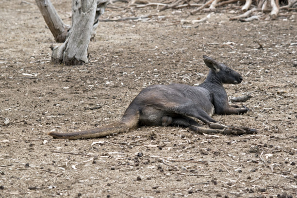 wallaroo