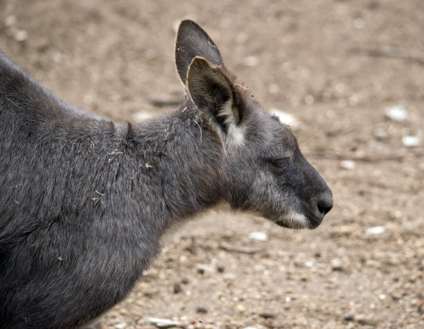wallaroo