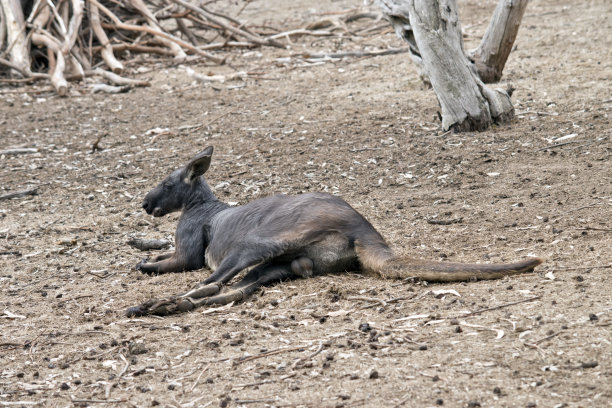 wallaroo