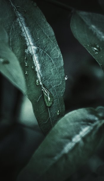 清明时节雨纷纷