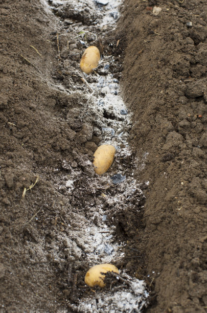 春天种土豆