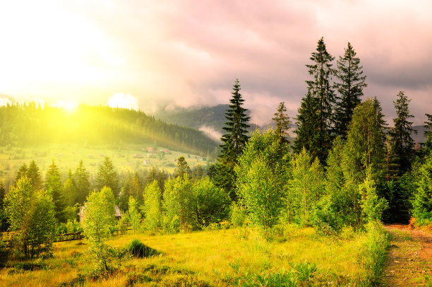 户外蓝天白云草地树林图片