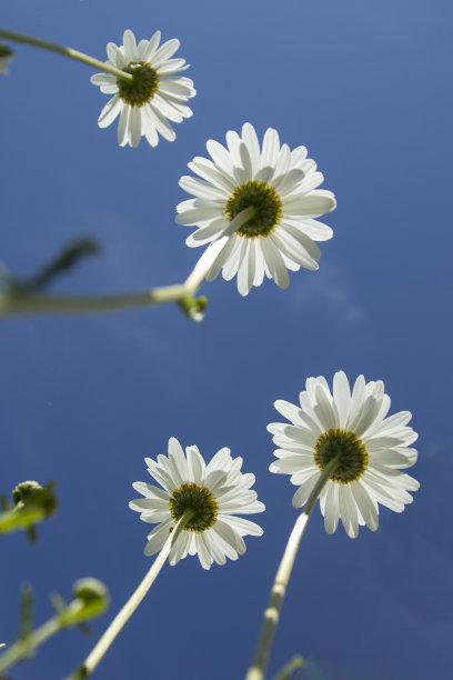 深蓝色底色白色花朵
