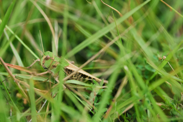 草原上的蚱蜢
