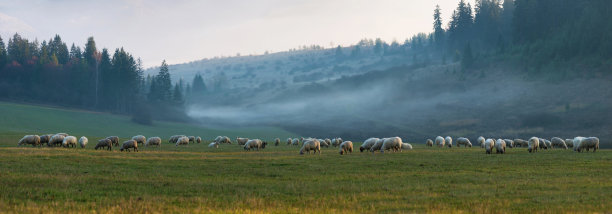 草地绵羊
