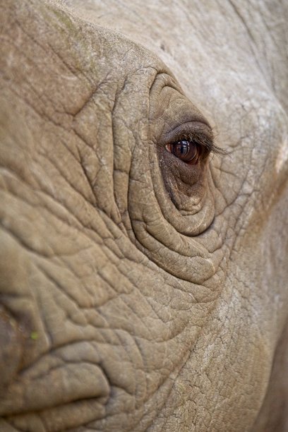 阿多大象国家公园,热情,野生动物