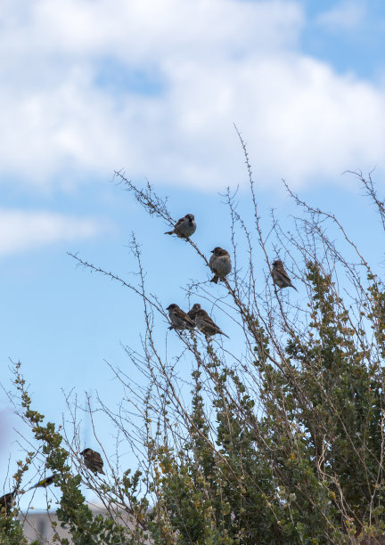 sparrow
