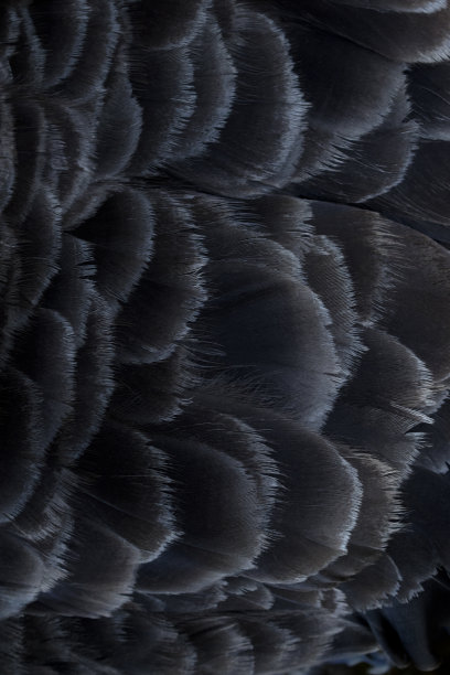 澳洲黑天鹅