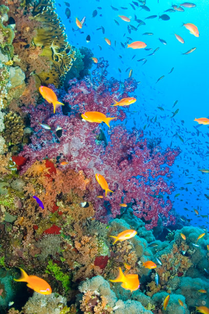 海底生物