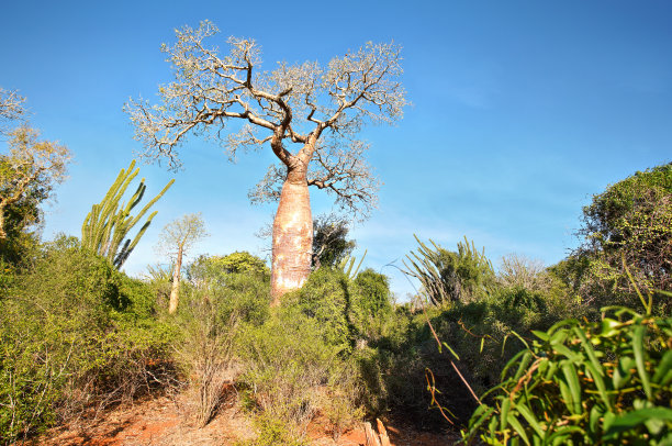 madagascar