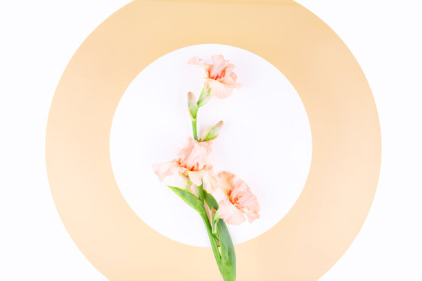 橙红色花朵条纹背景图案