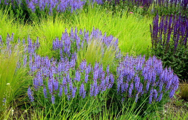 salvia