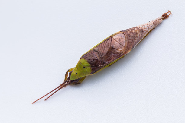 katydid