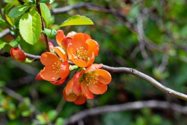 chaenomeles