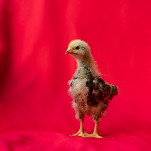 cock