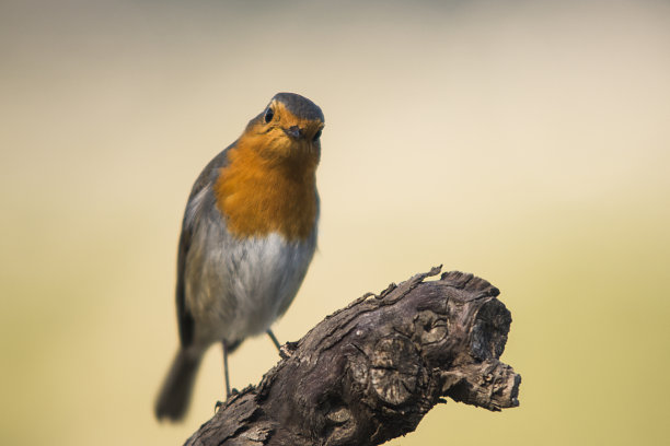robin-chat