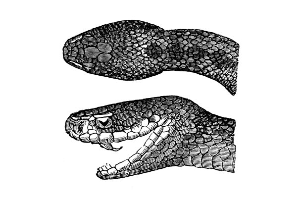 boa