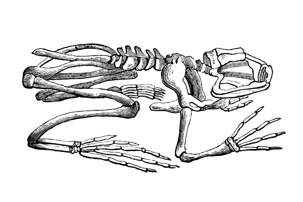 skeleton