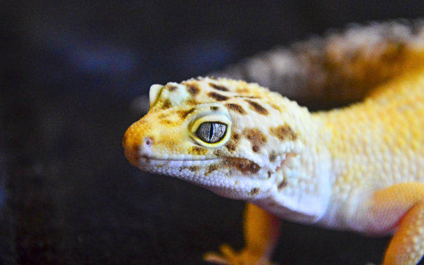 phelsuma