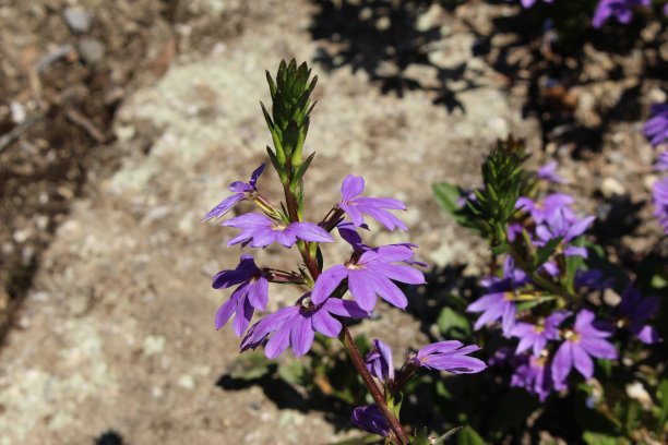 lobelia