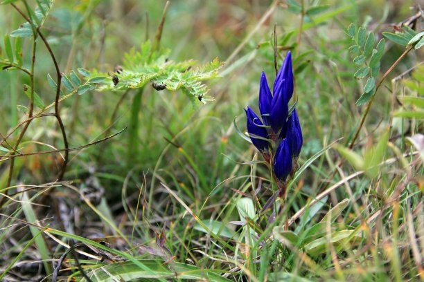 gentian