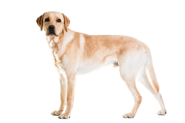 labrador