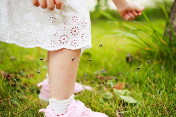 mosquito