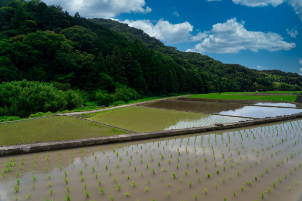 芒种稻田夏天夏季