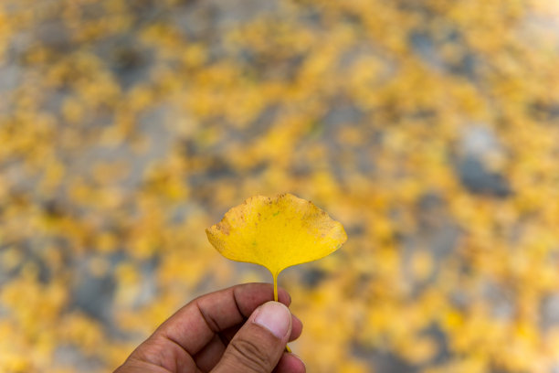秋天落叶摄影素材