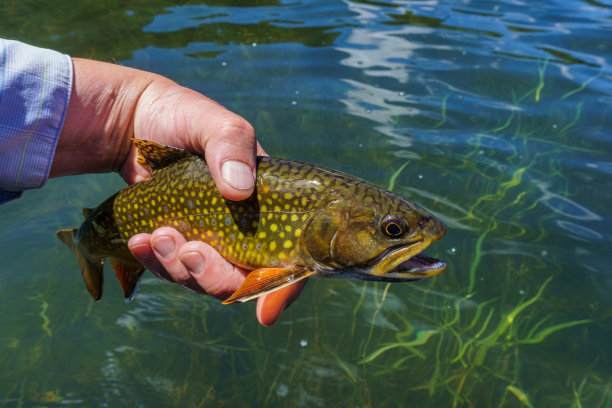 salvelinus